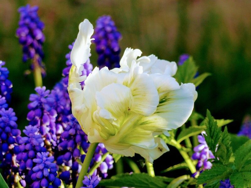 Tulipes blanches et vert pâle en fleurs, muscaris violets en arrière-plan. Feuillage vert, décor extérieur.