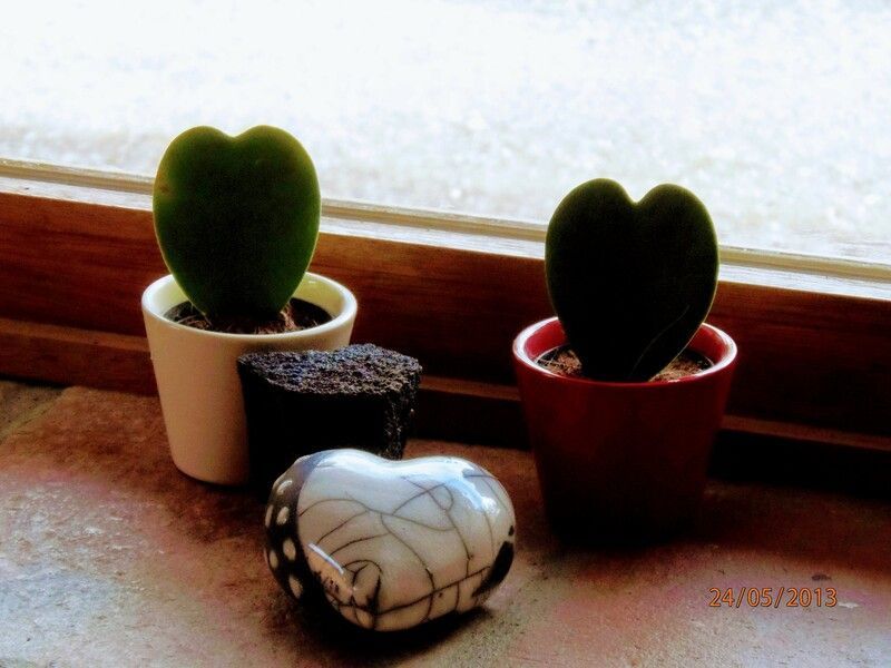 Deux plantes Hoya en forme de cœur dans des pots sont posées sur un rebord de fenêtre, avec une pièce en céramique en forme de cœur.
