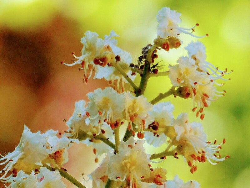 Fleurs blanches et jaunes sur une tige verte avec un fond flou et coloré.