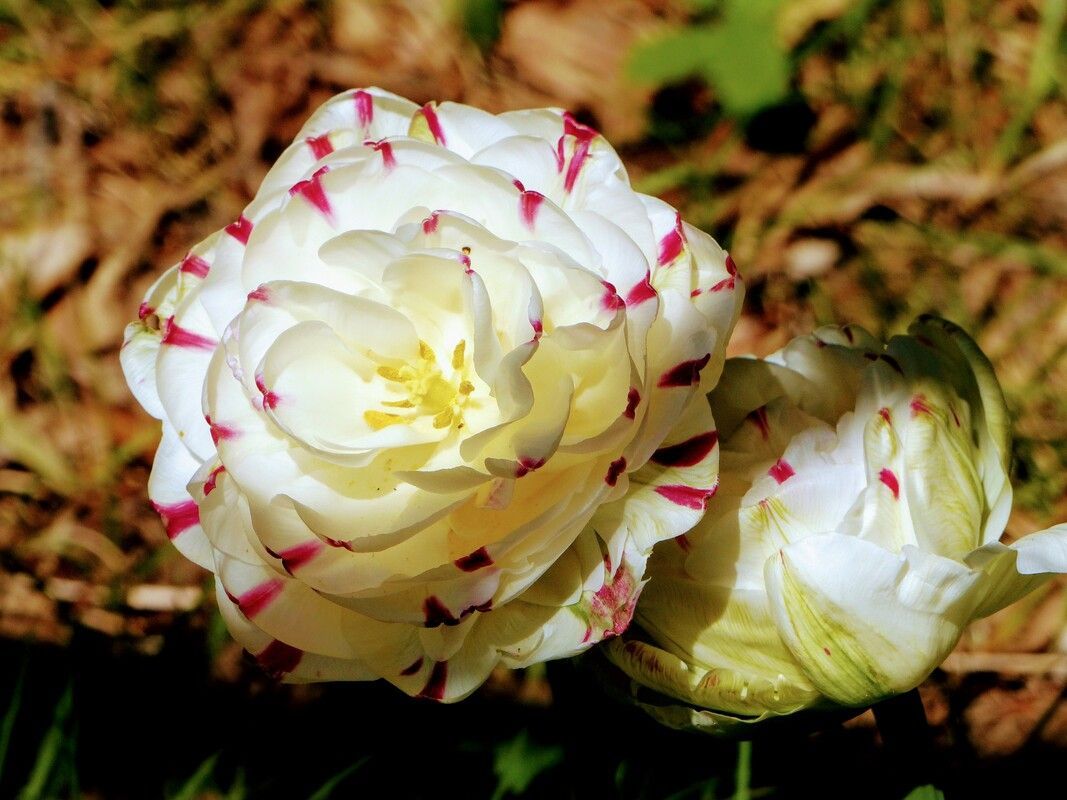 Tulipe blanche avec des stries rouges sur les pétales, en pleine floraison avec un bouton partiellement ouvert.