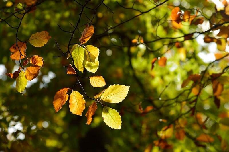 Branches aux feuilles jaunes et oranges sur un fond vert flou.