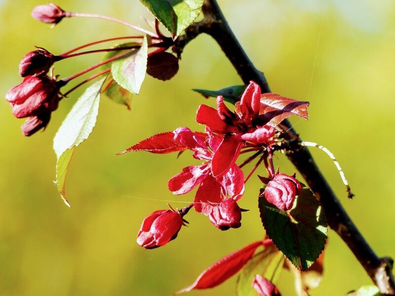Fleurs et bourgeons rouges sur une branche sombre avec fond vert et jaune.