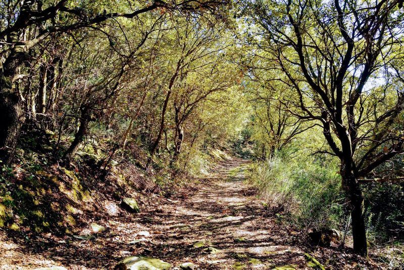 Chemin forestier ensoleillé avec des arbres arqués au-dessus, lumière tachetée sur le sol.