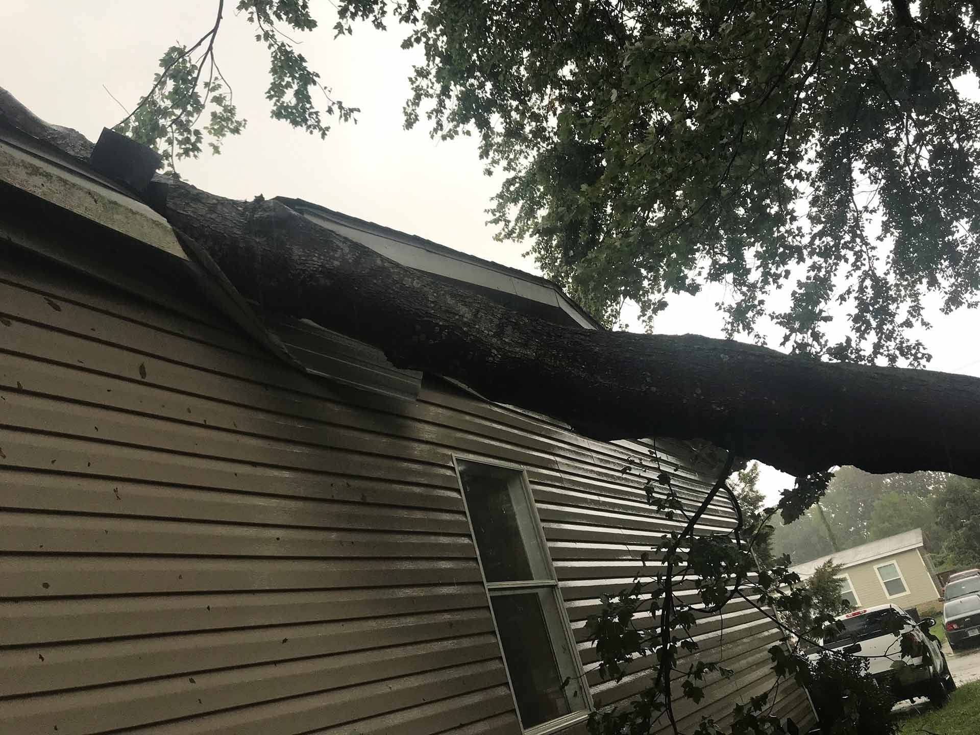 Fallen Tree — Virginia Beach, VA — Bay Tree Care
