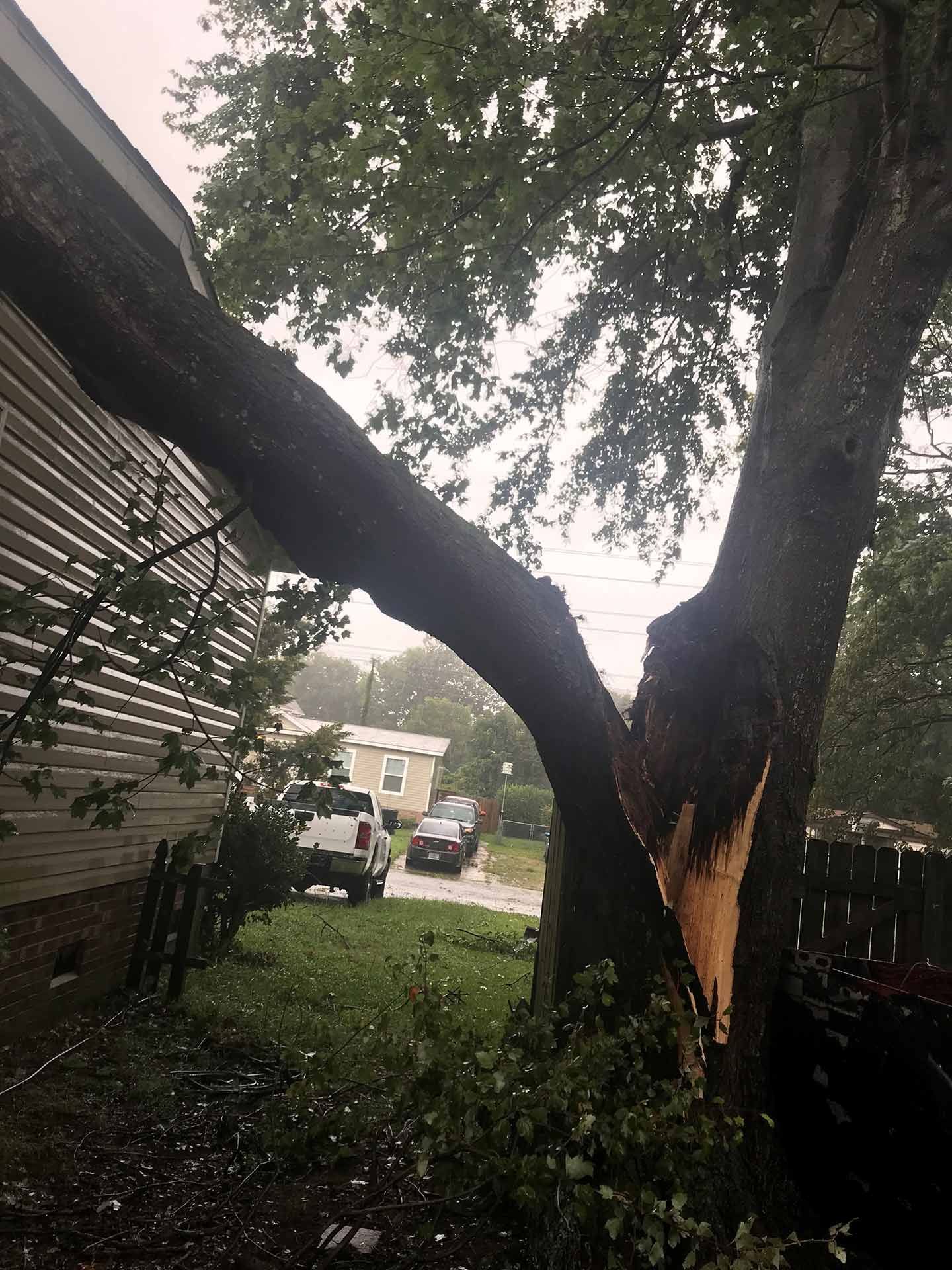 Tree Damaged from Storm — Virginia Beach, VA — Bay Tree Care