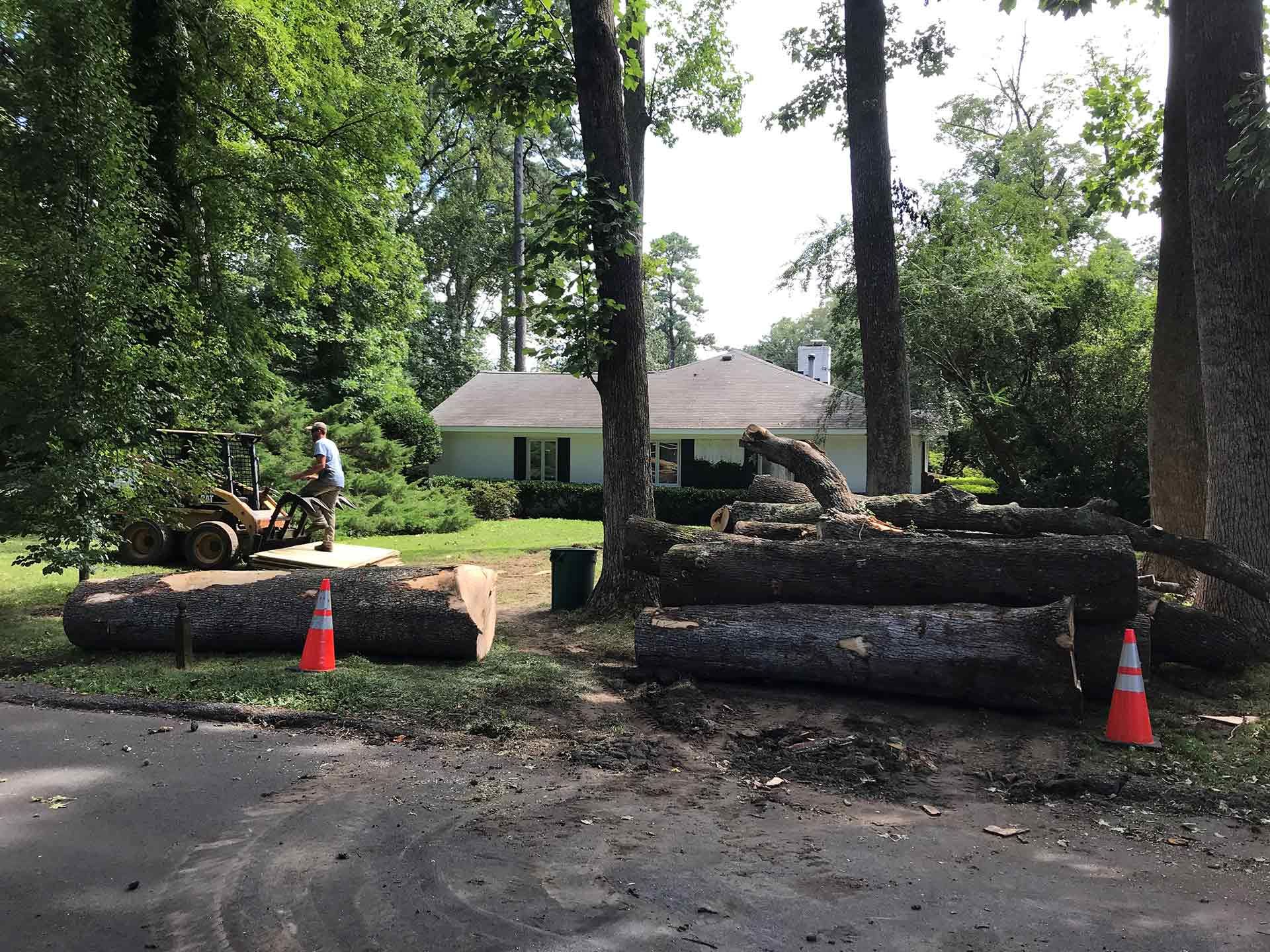 Huge Limbs of Trees — Virginia Beach, VA — Bay Tree Care