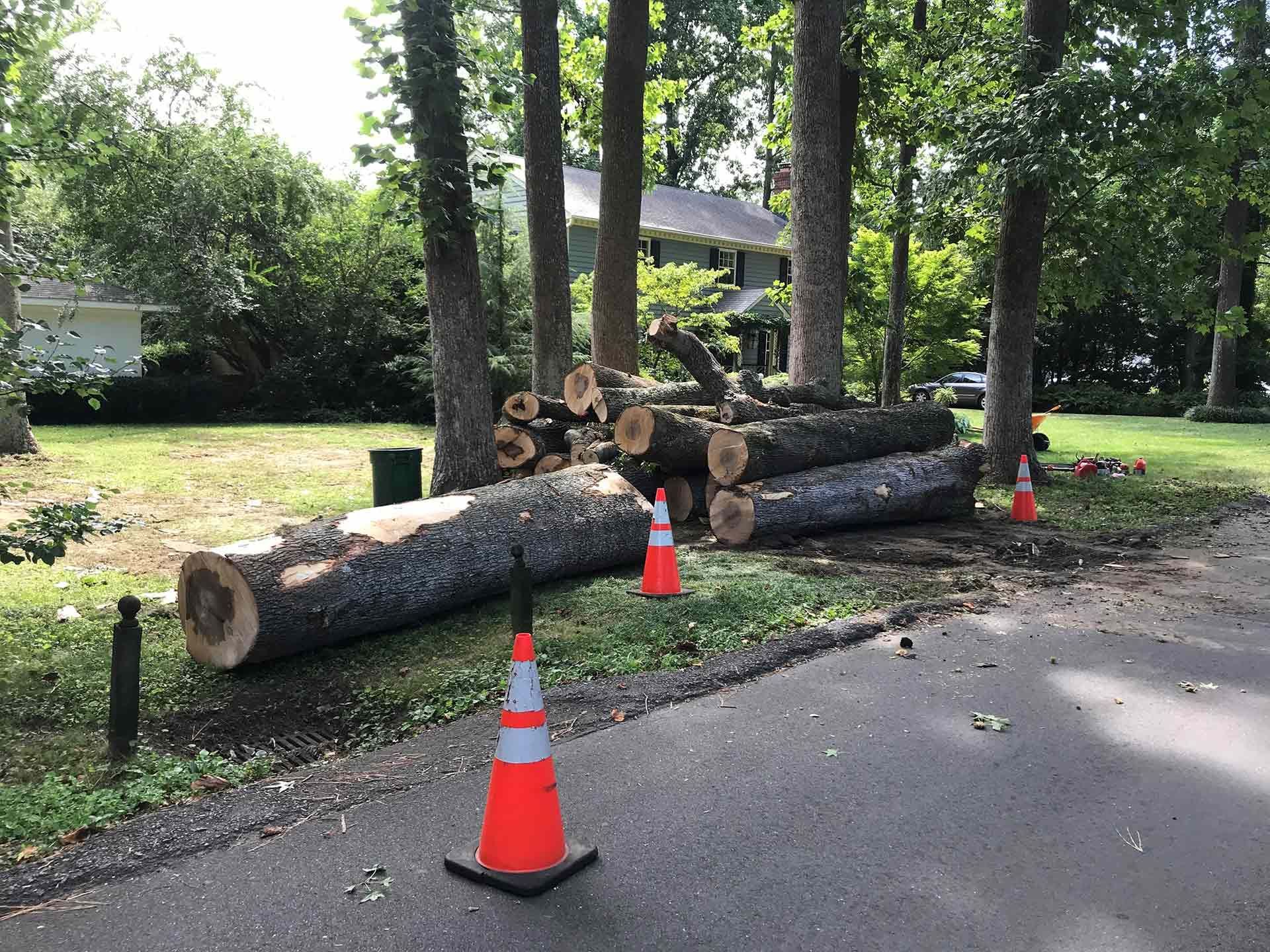 Branches of Tall Trees — Virginia Beach, VA — Bay Tree Care