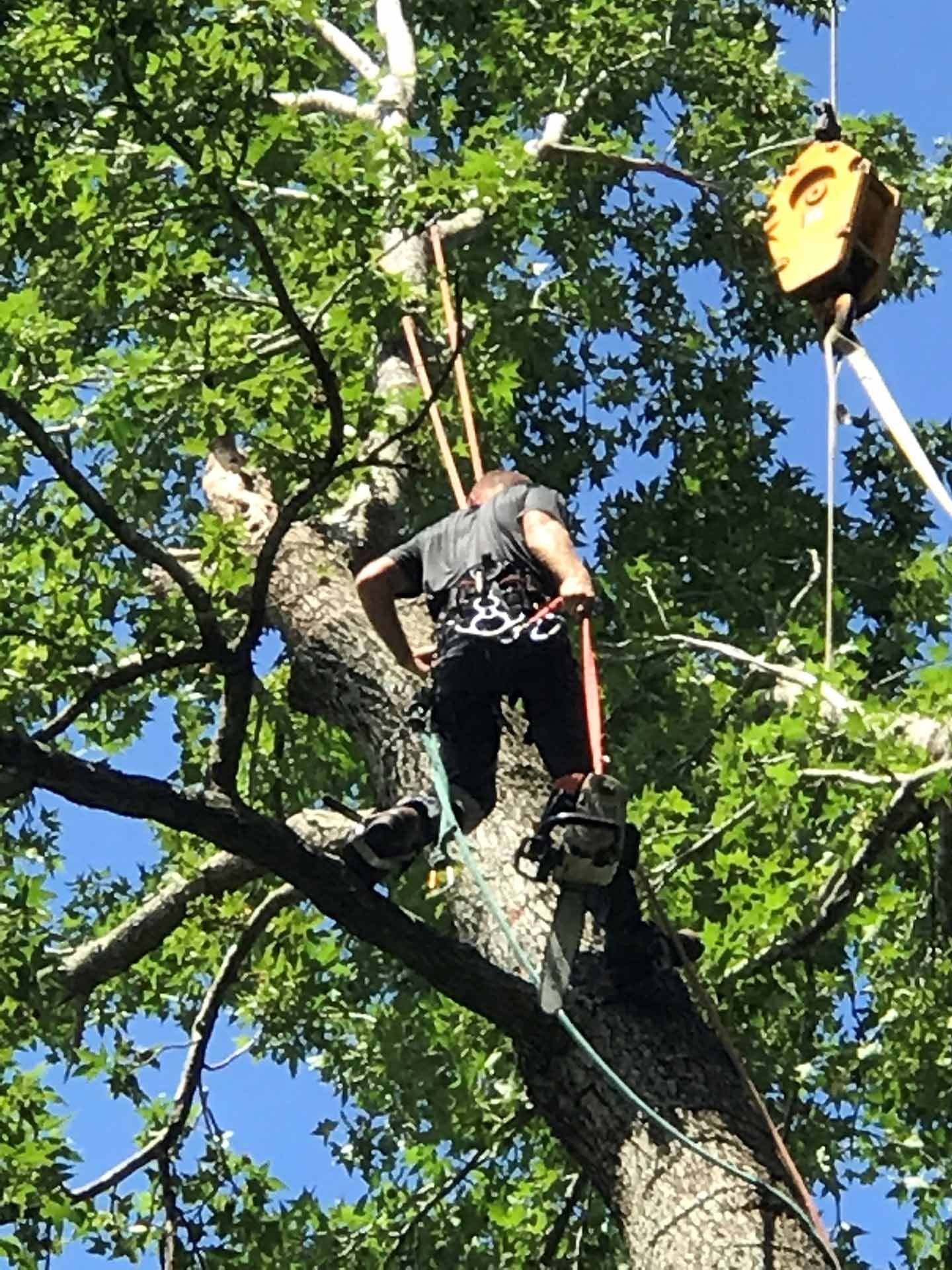 Pruning a Tall Tree — Virginia Beach, VA — Bay Tree Care