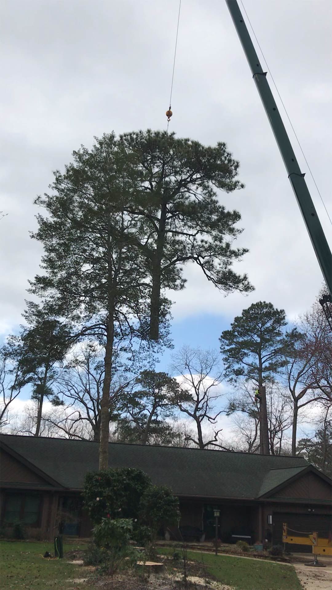 Tree Removal Service — Virginia Beach, VA — Bay Tree Care