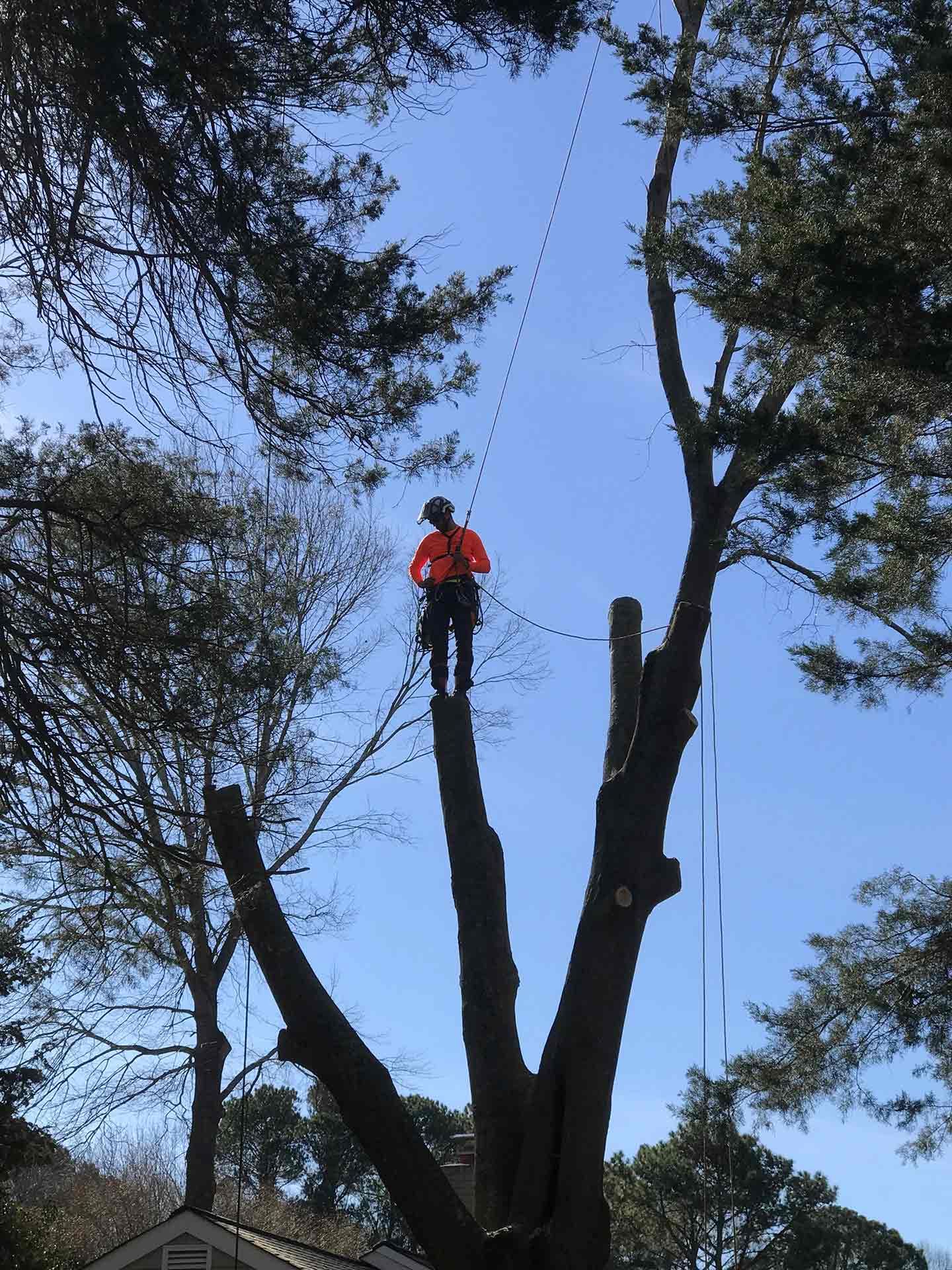 Cutting the Branches of Tree — Virginia Beach, VA — Bay Tree Care