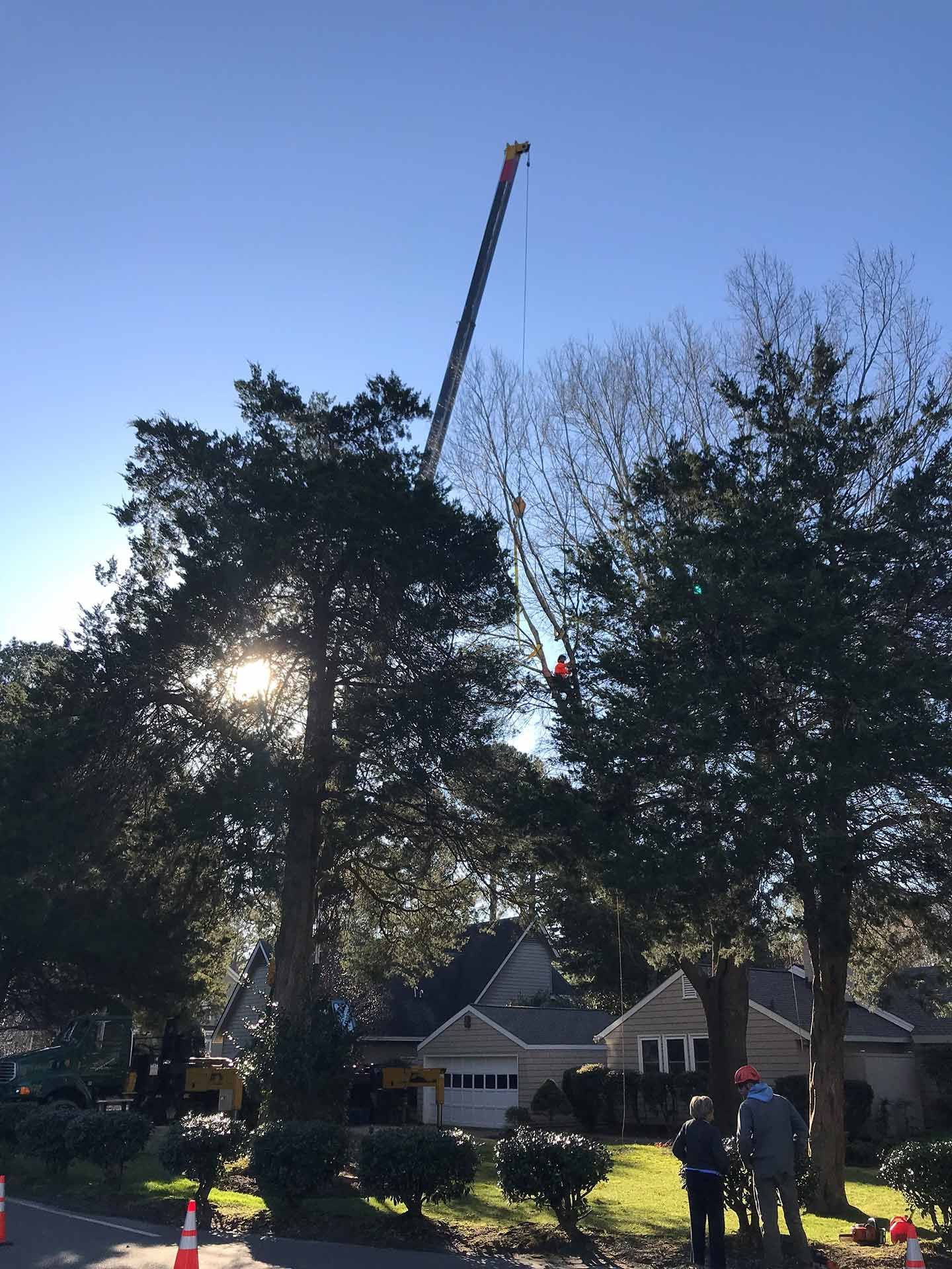 Tree Services in Residential Area — Virginia Beach, VA — Bay Tree Care