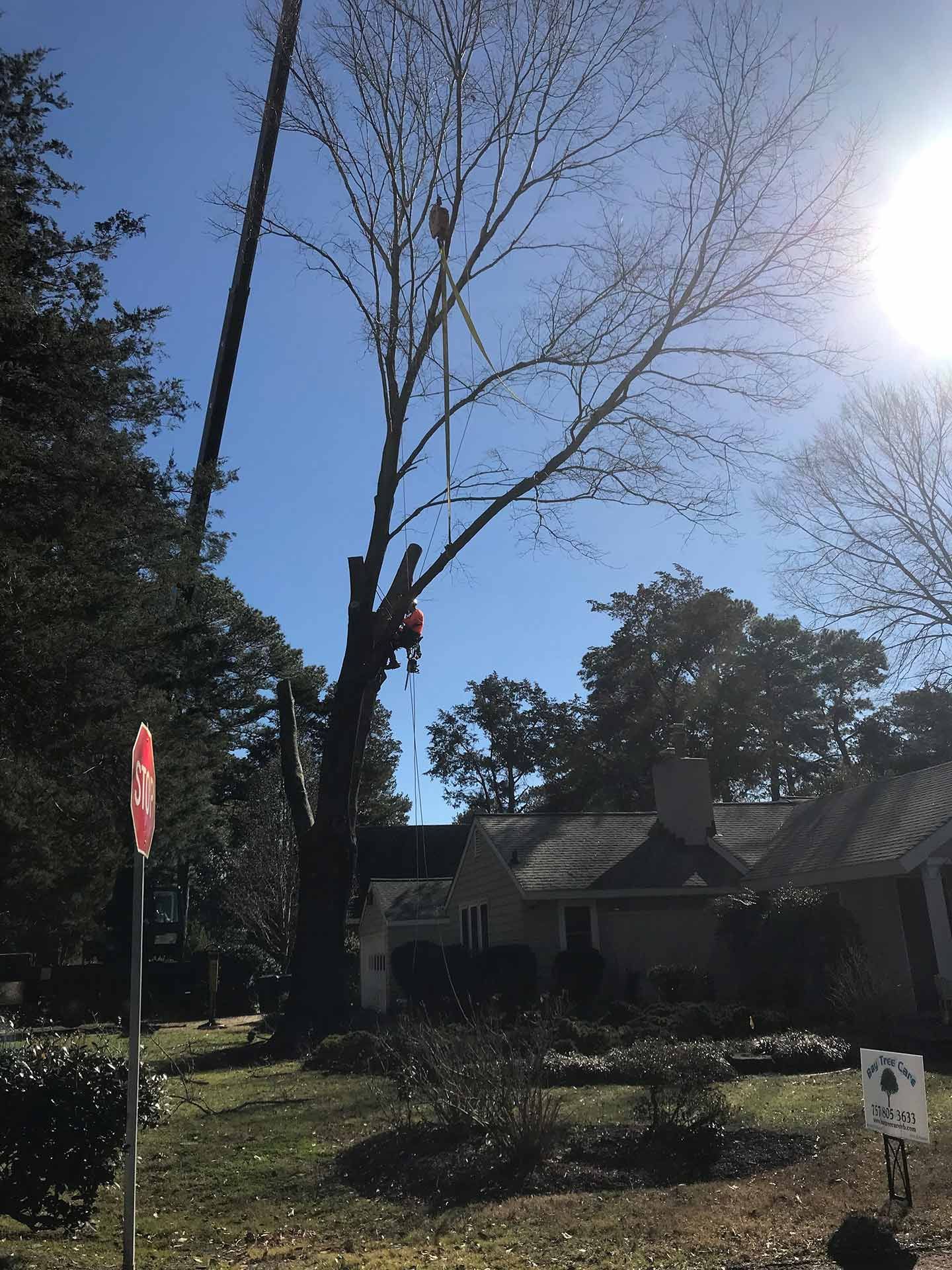 Trimming a Residential Tree — Virginia Beach, VA — Bay Tree Care