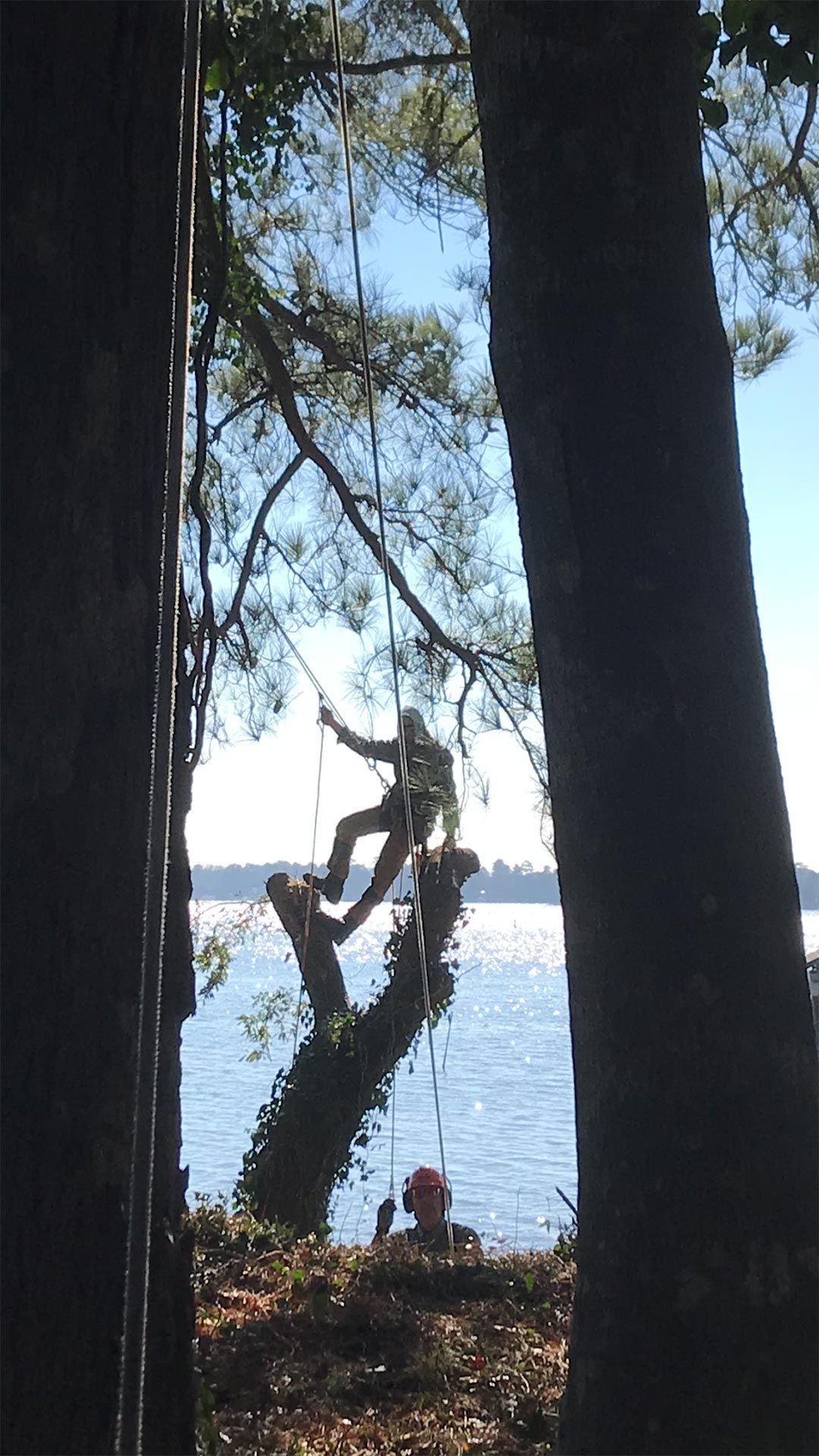 Workers Trimming the Tree — Virginia Beach, VA — Bay Tree Care