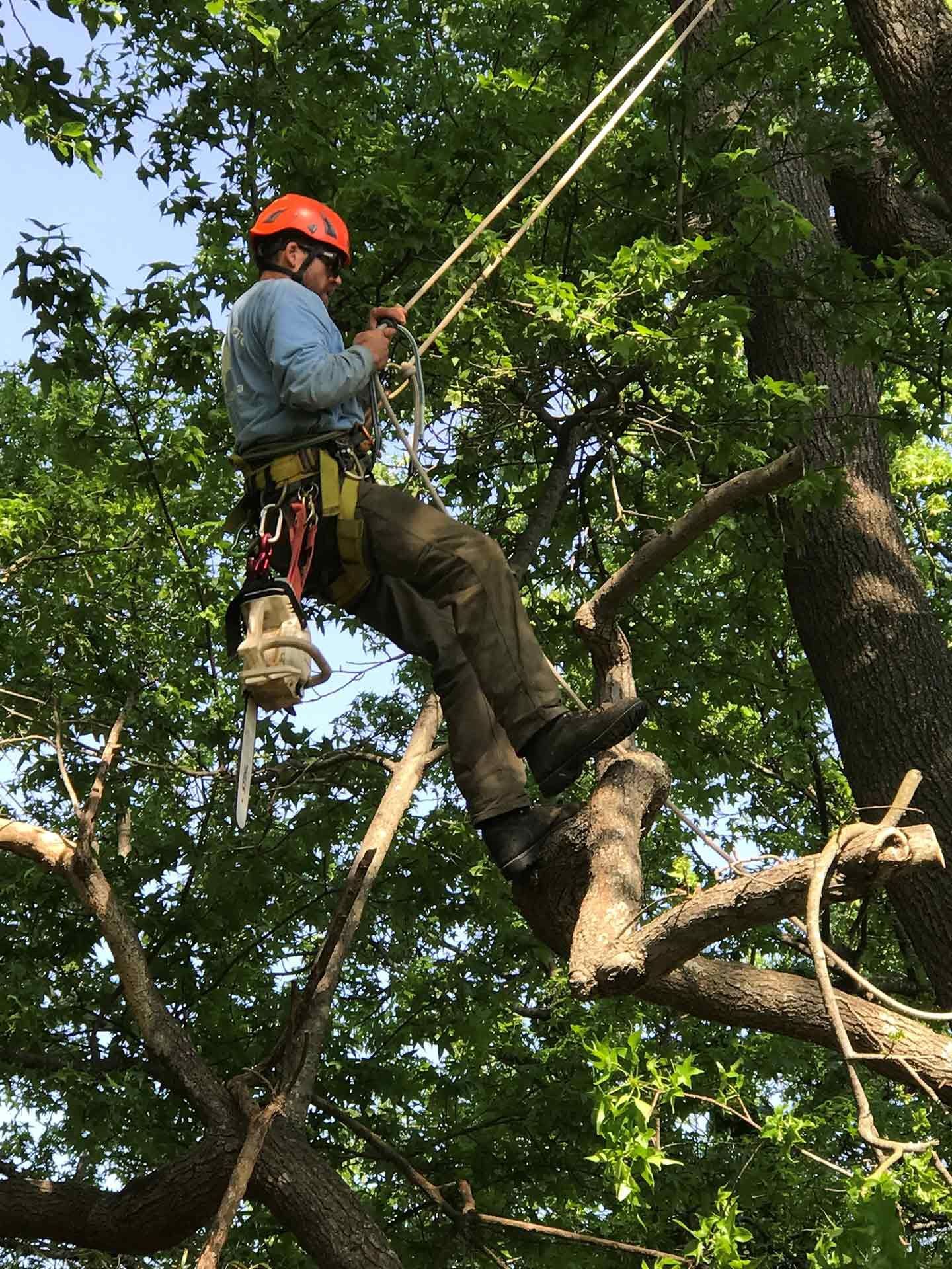 Tree Arborist — Virginia Beach, VA — Bay Tree Care