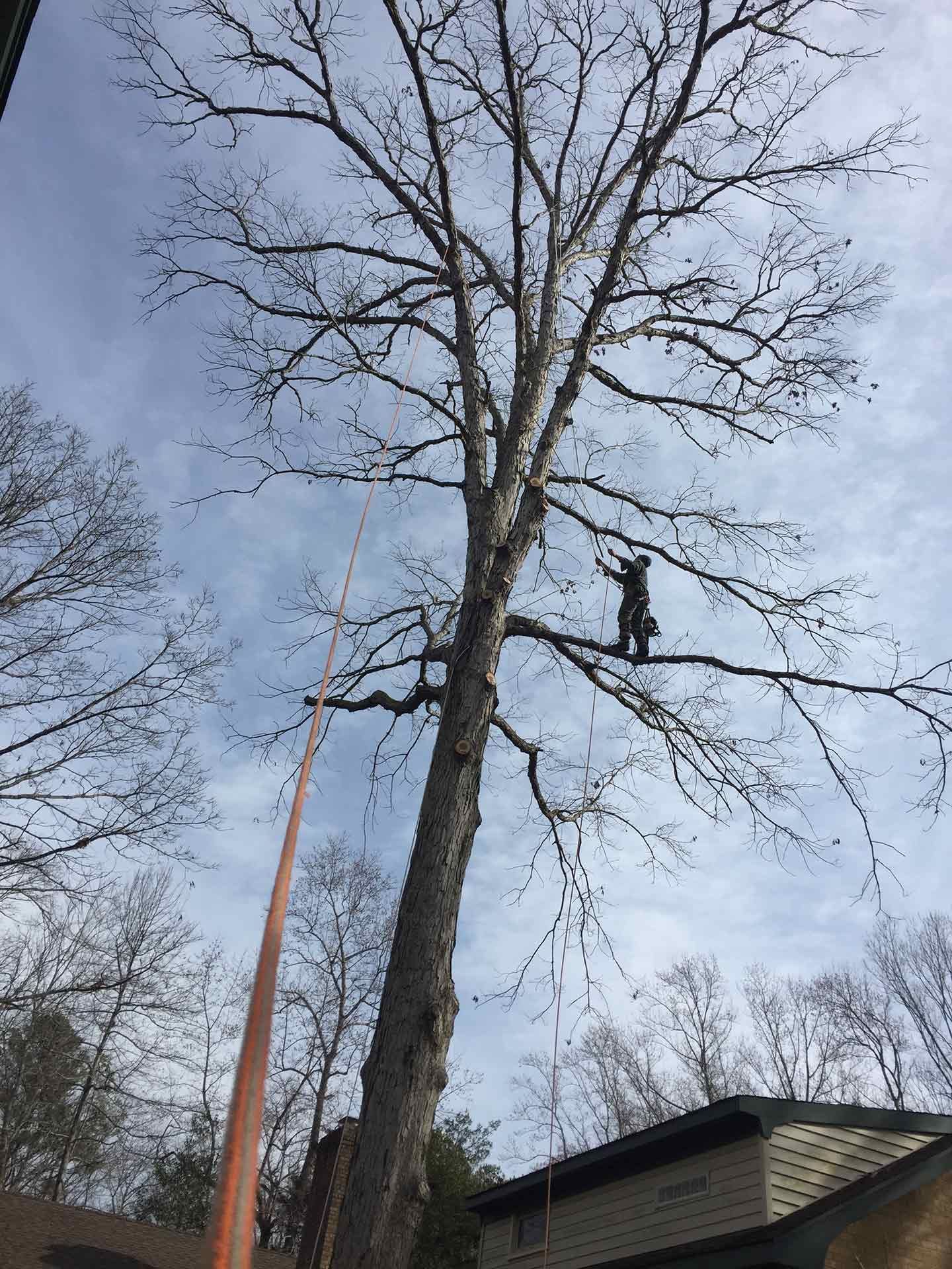 Worker Cutting a Branches of Tree — Virginia Beach, VA — Bay Tree Care