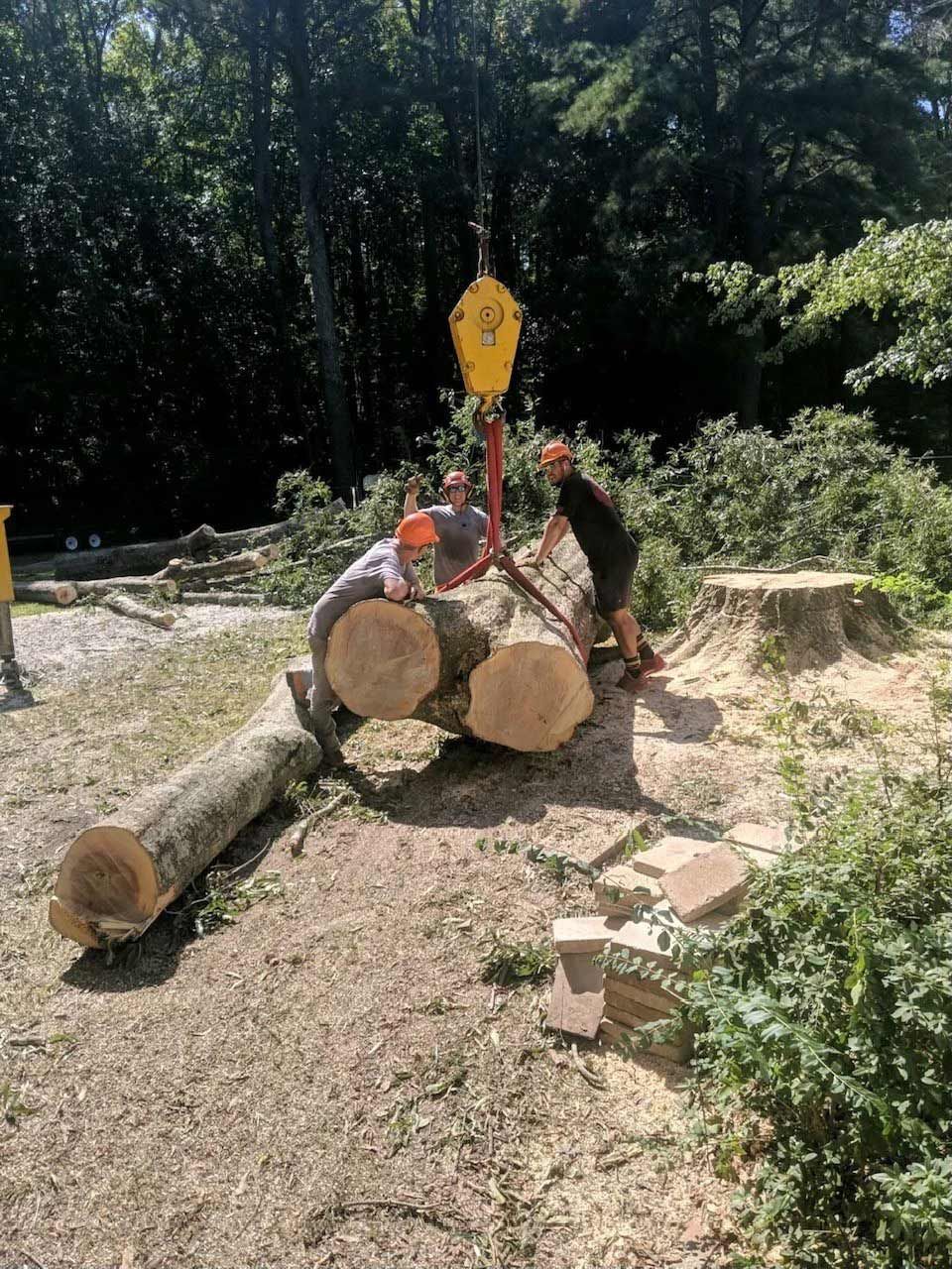 Removing a Tall Tree — Virginia Beach, VA — Bay Tree Care