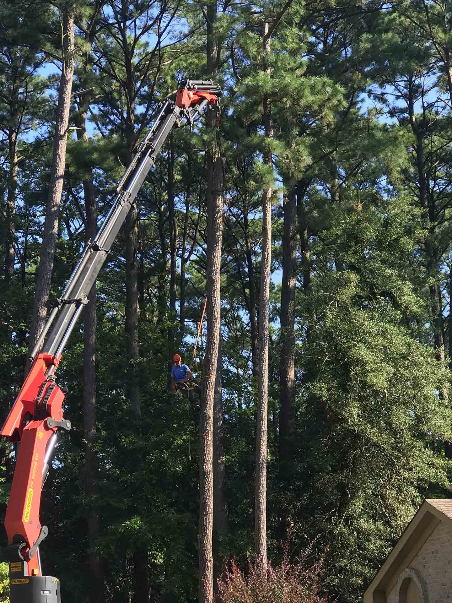 Crane Work — Virginia Beach, VA — Bay Tree Care