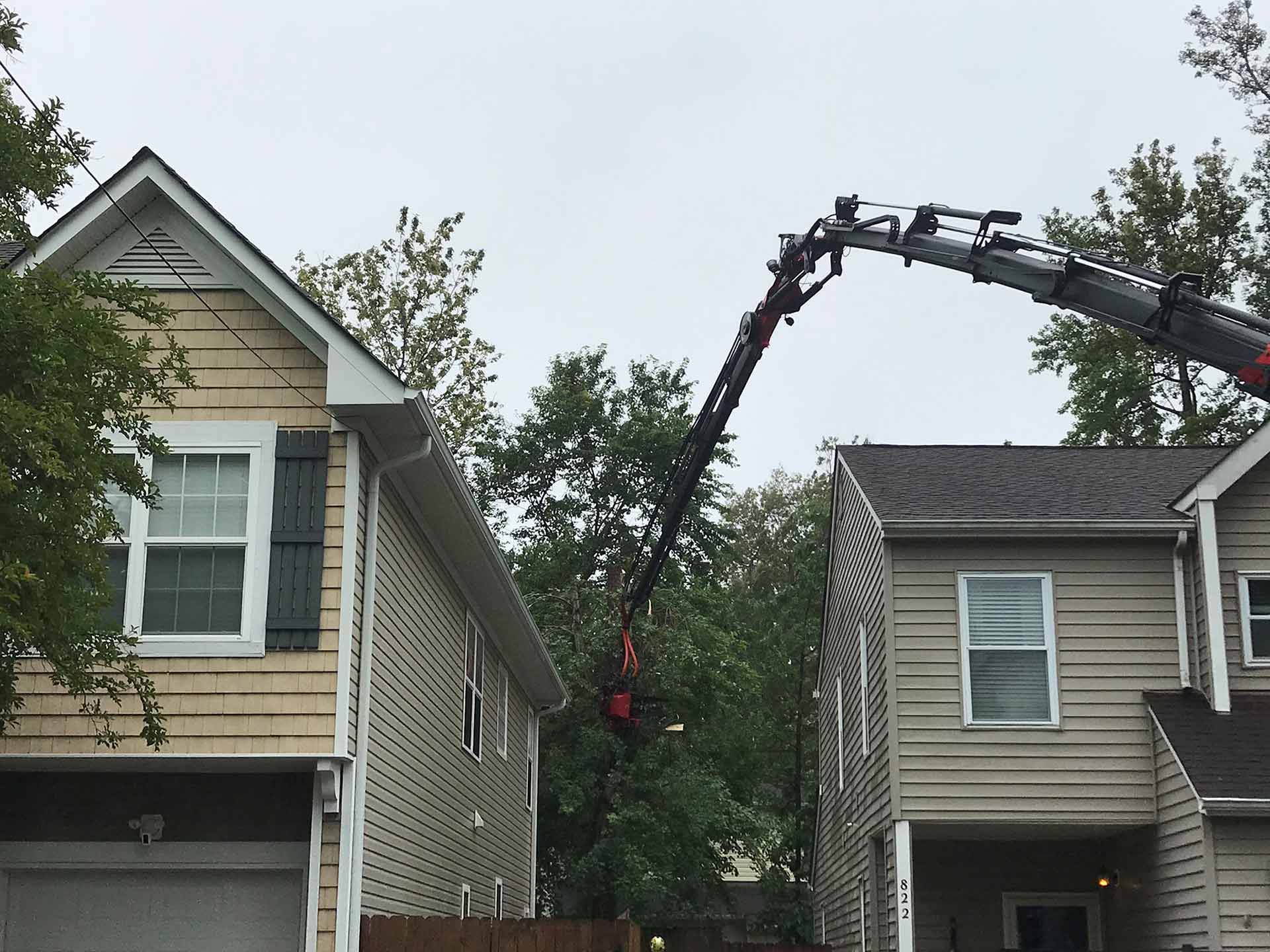 Professional Tree Trimming — Virginia Beach, VA — Bay Tree Care