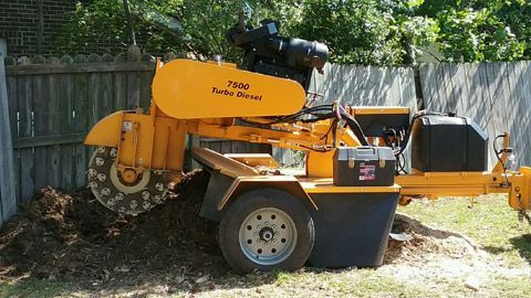 Stump Removal in Garden — Virginia Beach, VA — Bay Tree Care