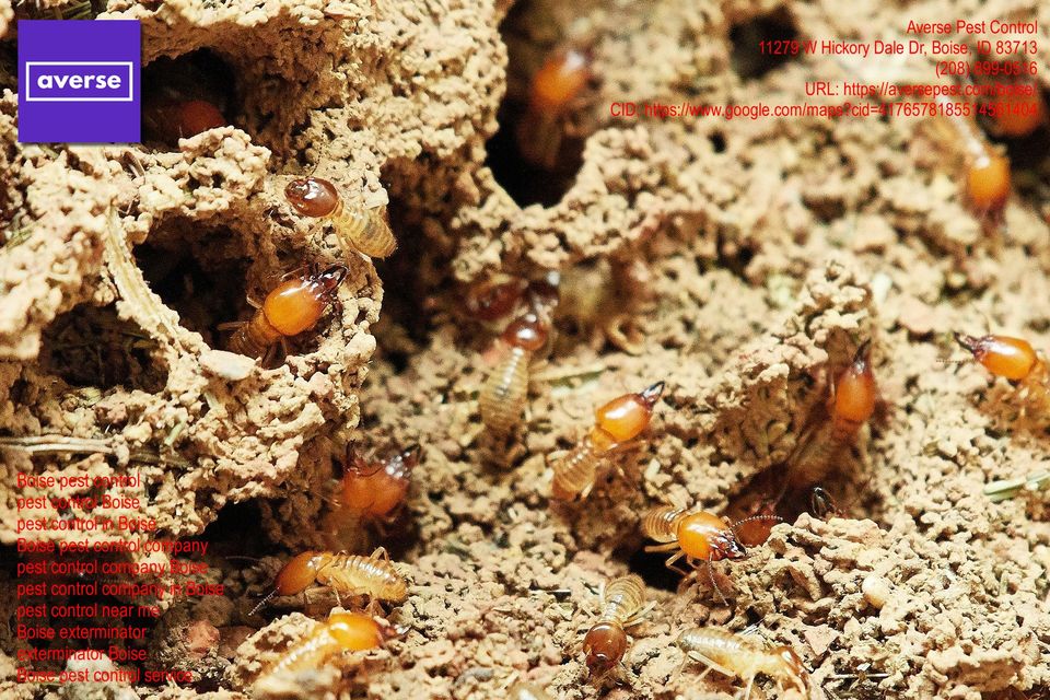 Boise, Idaho Pest Control Services The Solution for Your Vermin Issues