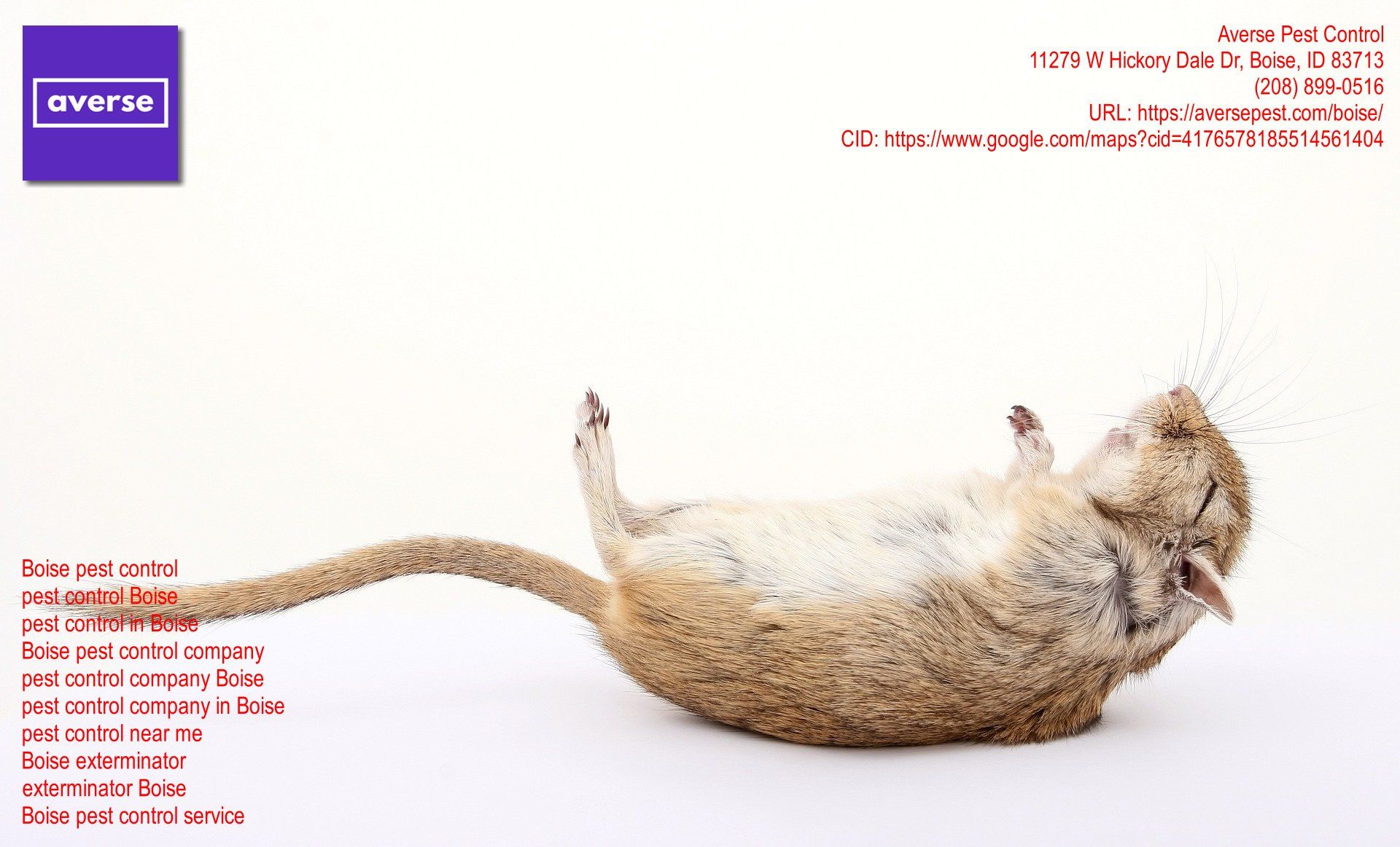 Boise, Idaho Pest Control Services The Solution for Your Vermin Issues