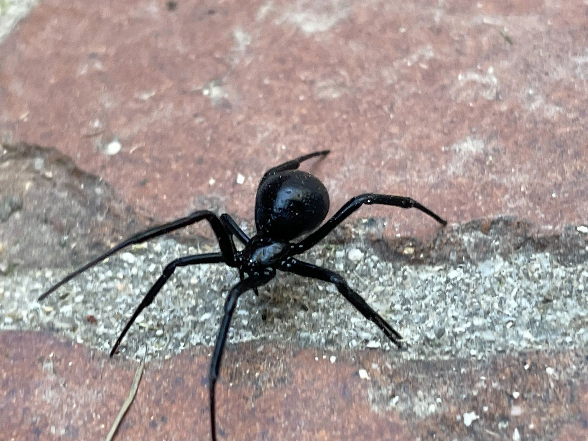 Which one of these spiders is a black widow?