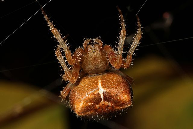 orange bulbous spider