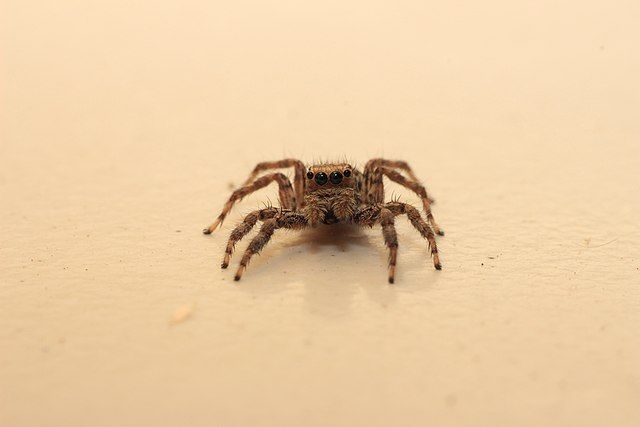 Jumping spider encounter?