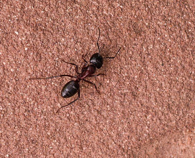 Carpenter Ants in Idaho Everything You Need to Know