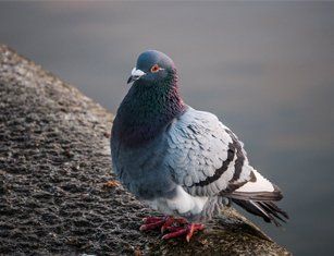 Wildlife Control Company — Pigeon in St Worcester, MA