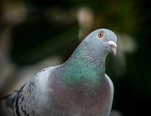 Wildlife Prevention — Bird in St Worcester, MA