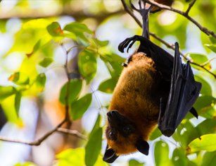 Wildlife Control Expert — Bat in the Woods in St Worcester, MA