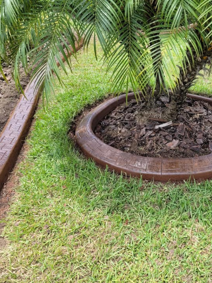 A palm tree in a garden with a concrete curb around it.