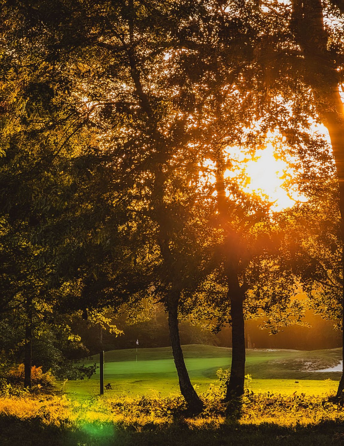 A man is standing next to a golf cart looking at his cell phone.