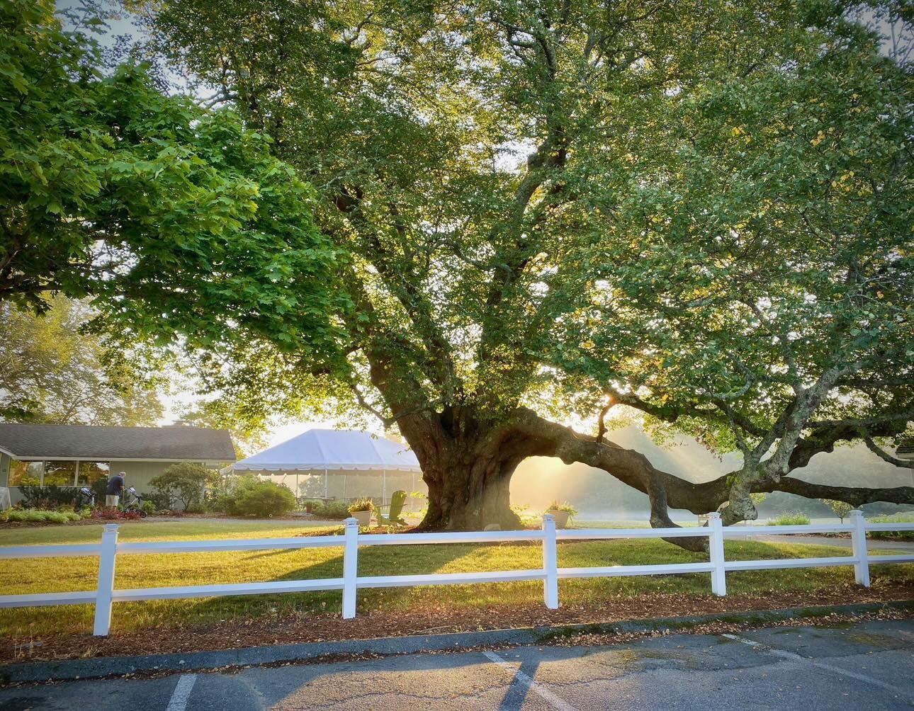 A white fence with a tree in the background