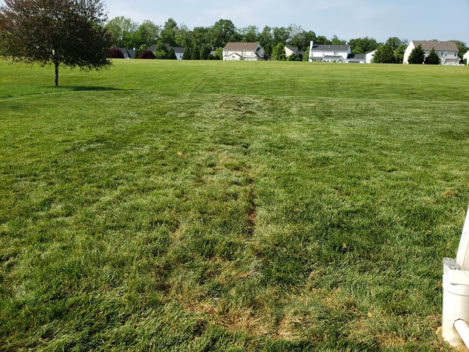 A person is standing in the middle of a lush green field.