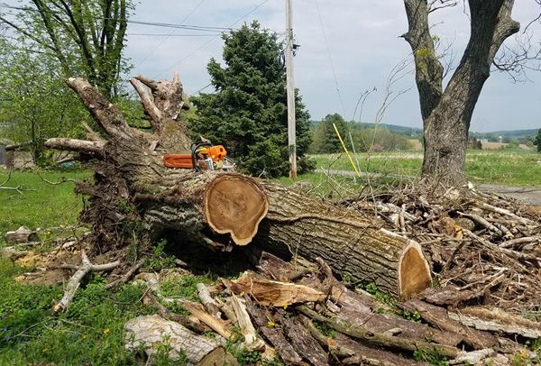 A pile of logs with a tree in the background