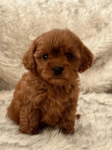 Cavoodles New Zealand | Puppies for Sale