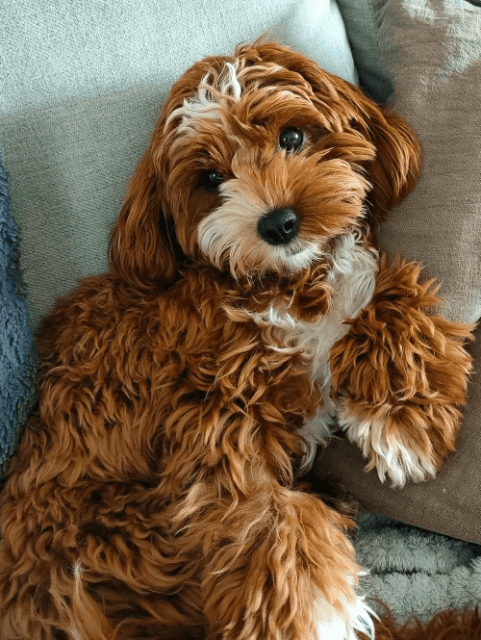 Red and Whitel Cavoodle