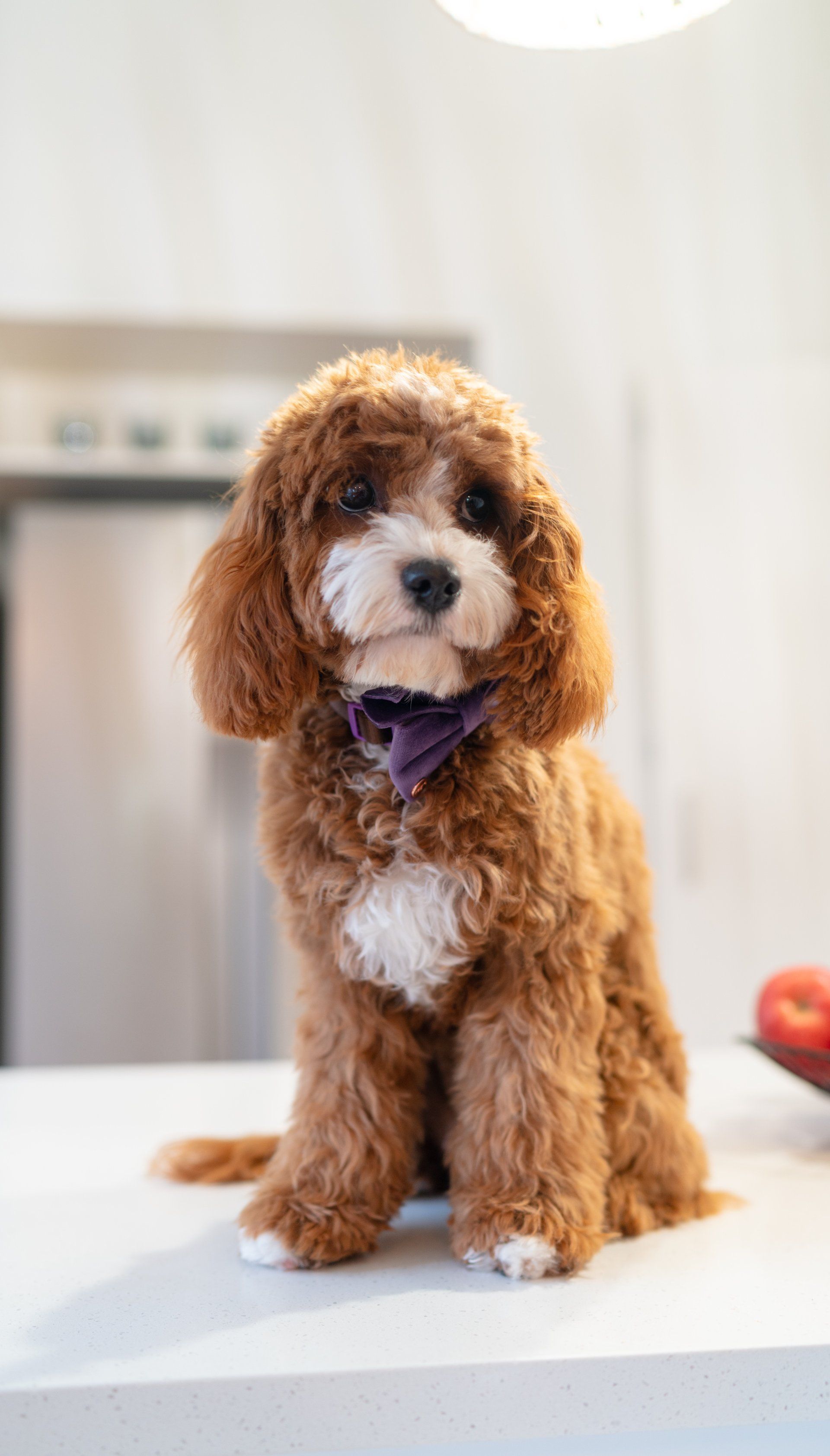 Cavoodles New Zealand Puppies for Sale
