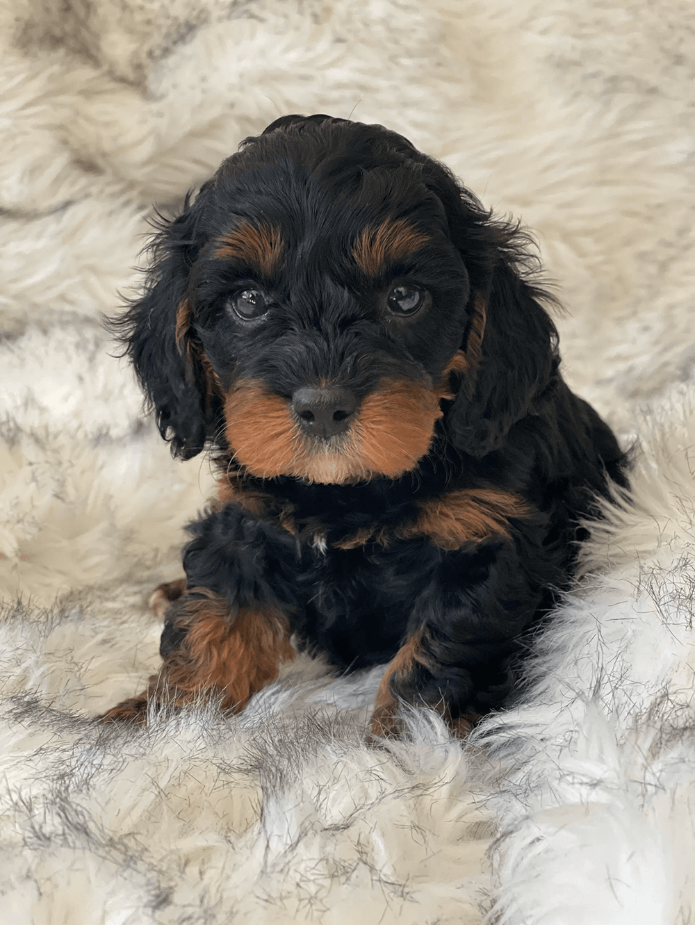 Cavoodles New Zealand Puppies for Sale
