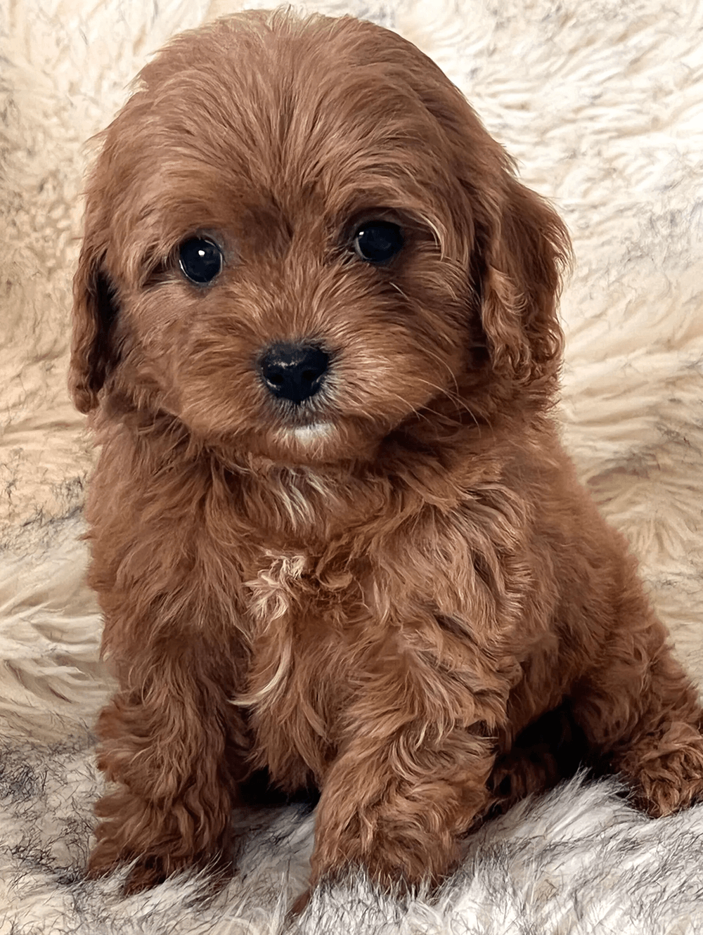 Cavoodles New Zealand Puppies for Sale