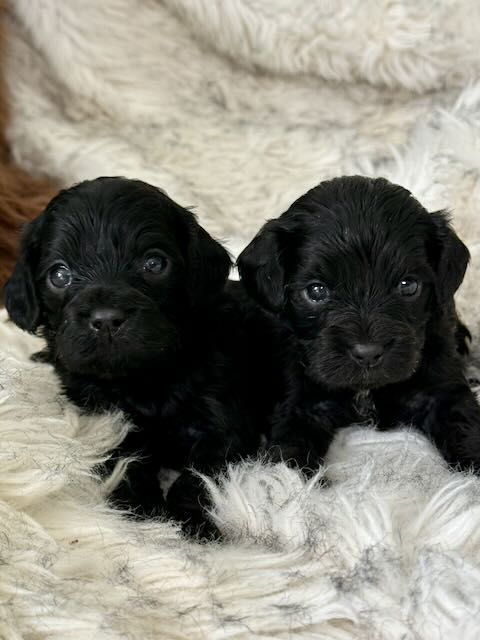 Available after the 3rd of March one male one female. These are very dark stunning shiny black no brown through the coat. Please text or email 0273221938 Janine@cavoodles.nz