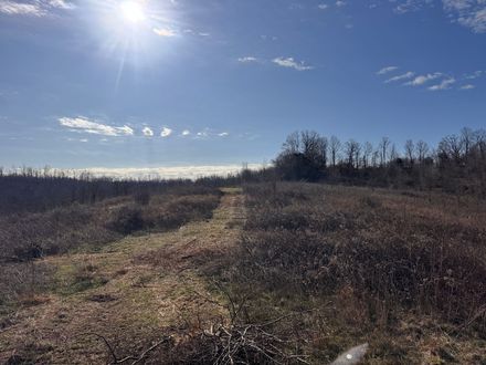 A sunlit dirt trail leads through a field of dry, brown vegetation toward a distant treeline under a bright blue sky.