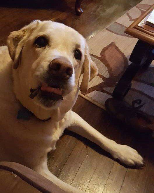 Dog making funny face for an animal hospital in Williamsville, NY