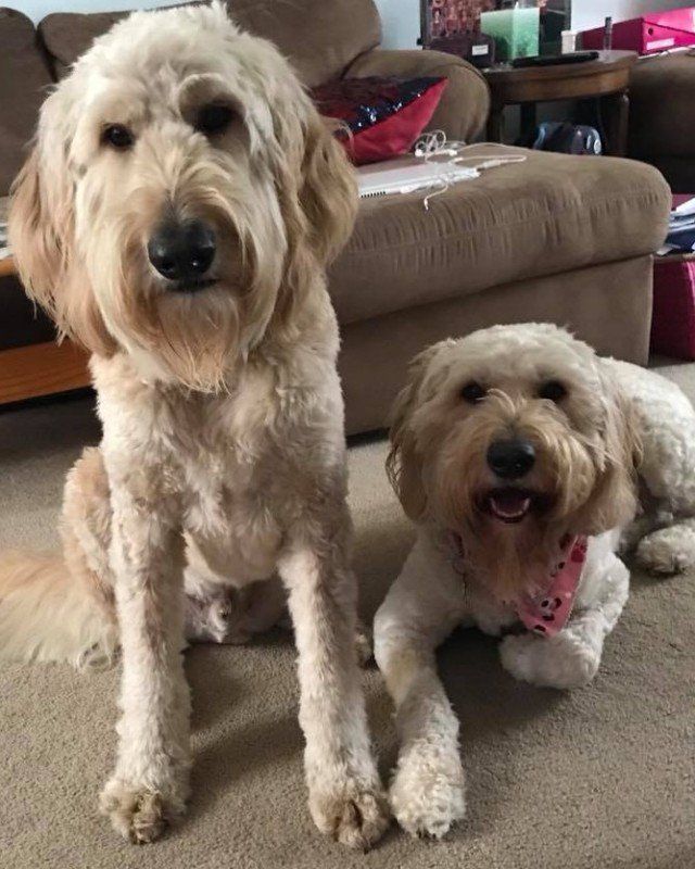Two dogs smiling at a veterinary clinic in the Clarence, NY area