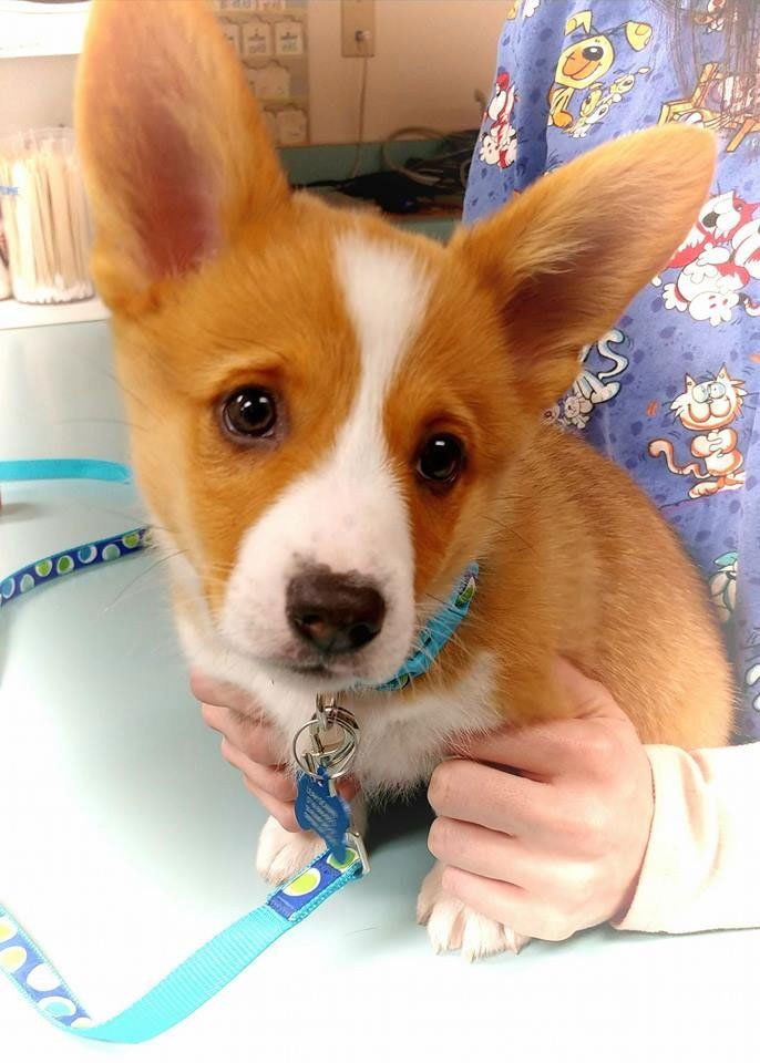 corgi puppy at vet - Transit Animal Hospital