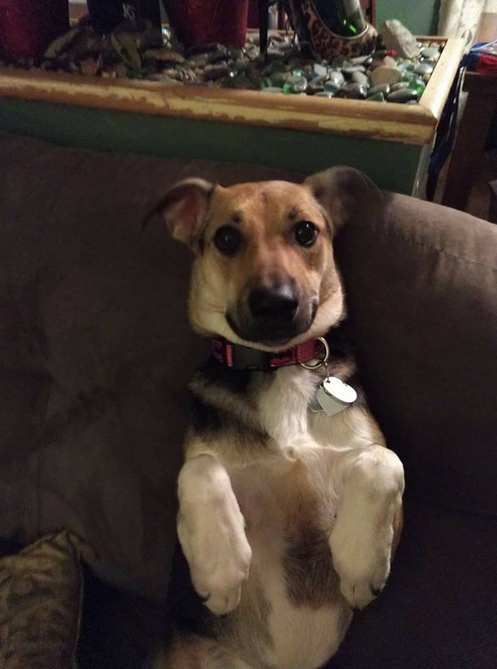 Dog lying on a couch