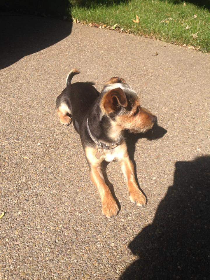 Black and brown dog playing outside