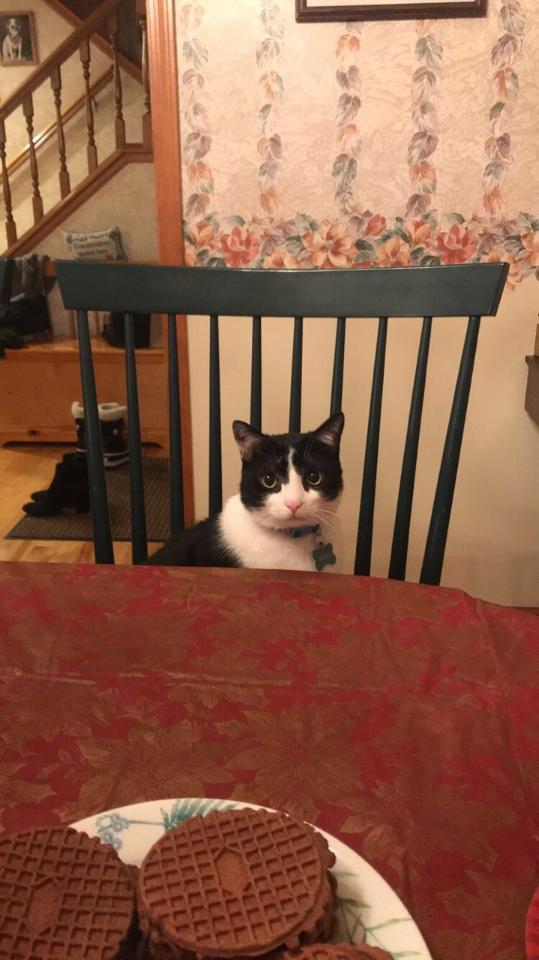 Black and white cat sitting at dinner table
